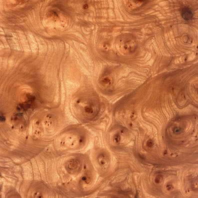 Carpathian Elm Burl